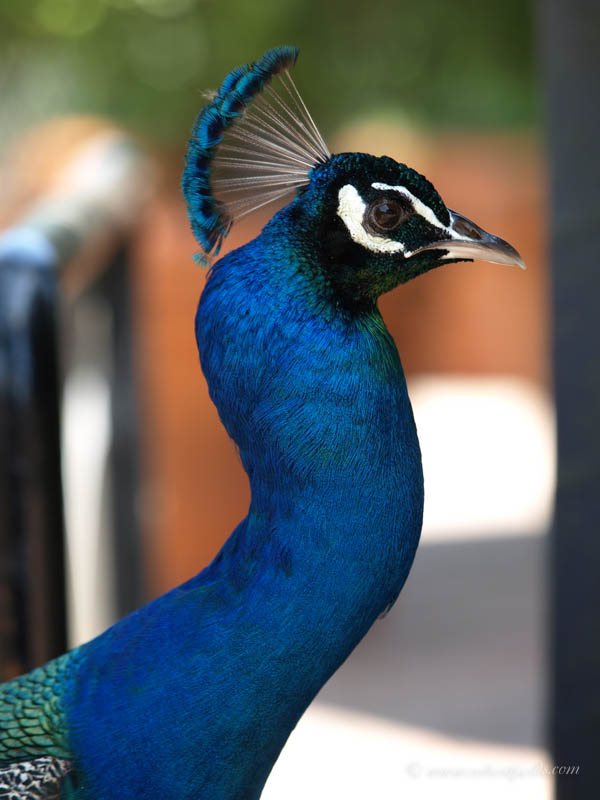 Blue Peacock